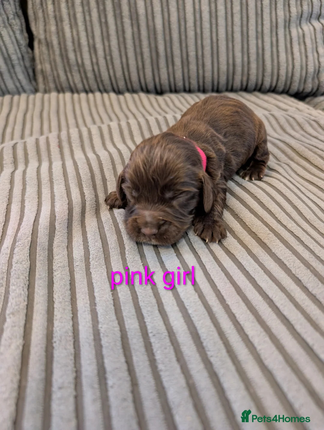 Cocker Spaniel dogs for sale: Working cocker spaniel puppies  - Advert 11
