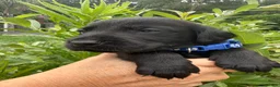 Labrador Retriever dogs for sale: Beautiful KC Black Labrador Retriever Puppies  - Advert 24