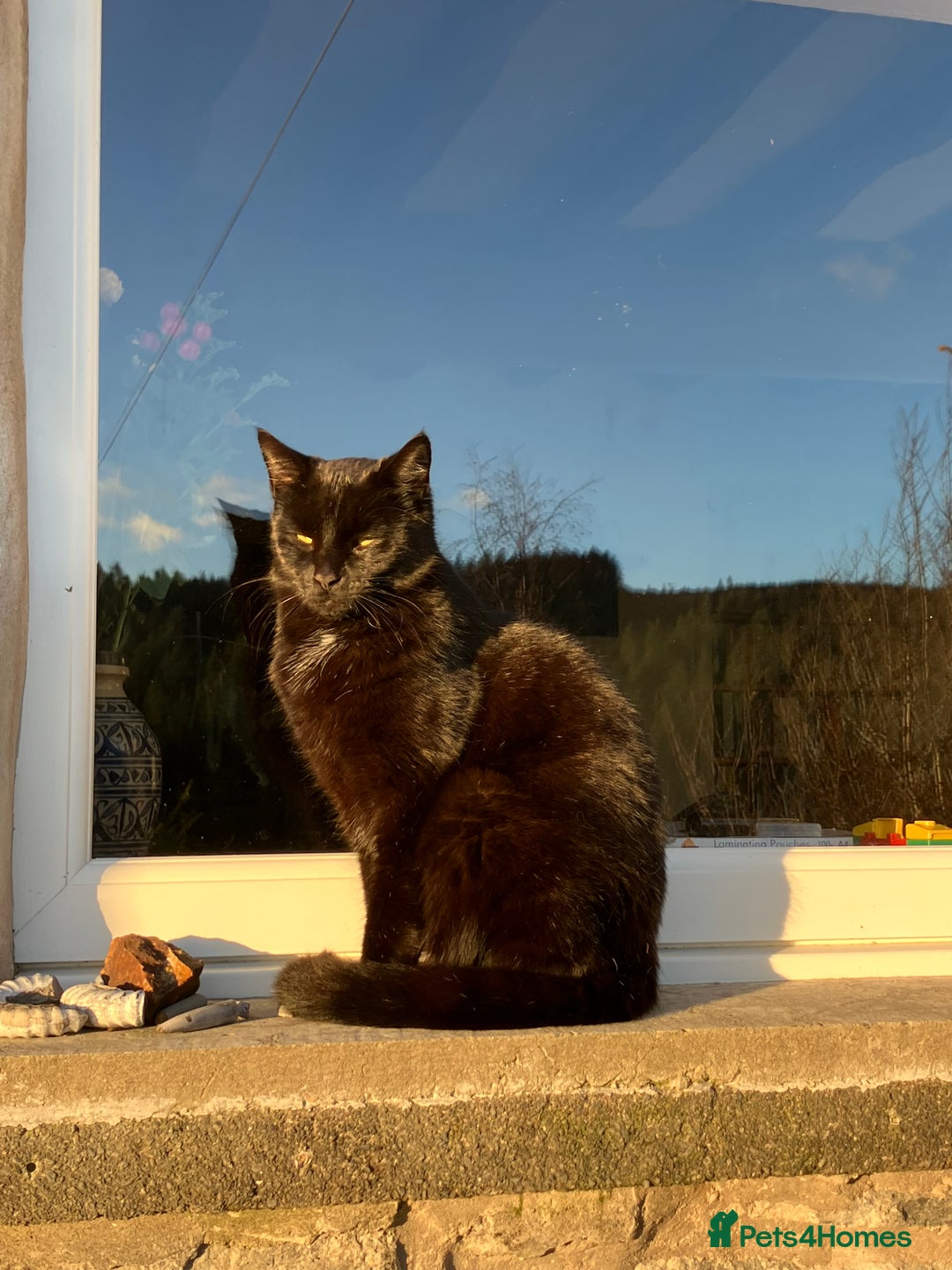 Mixed Breed cats for sale: Maine Coon Cross - Advert 1