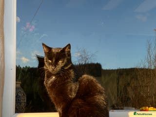 Mixed Breed cats Maine Coon Cross - Advert 1