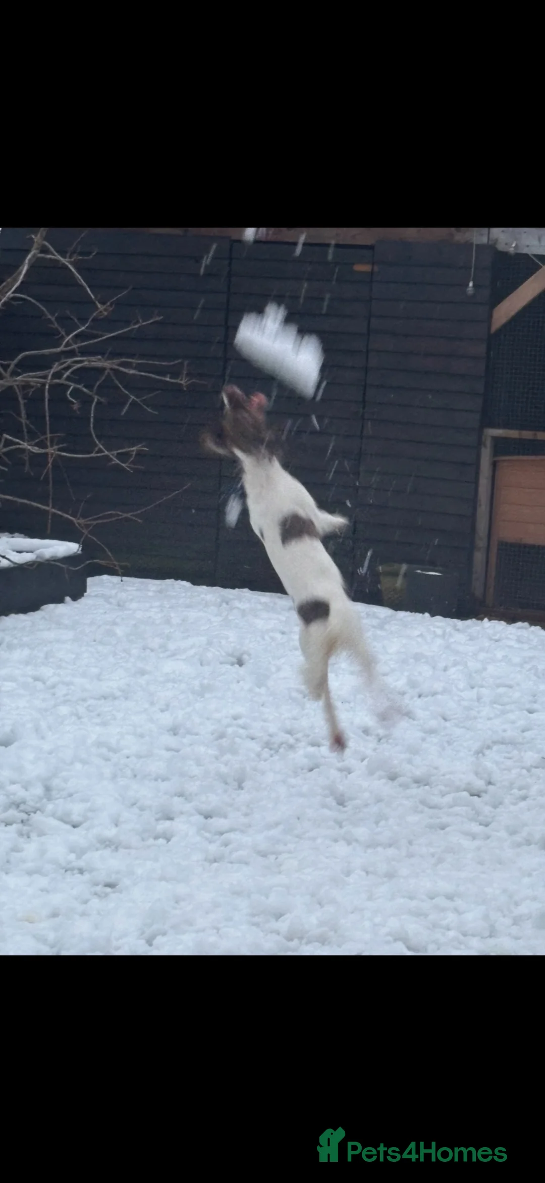 Sprocker dogs for sale: Beautiful sprocker  - Advert 10