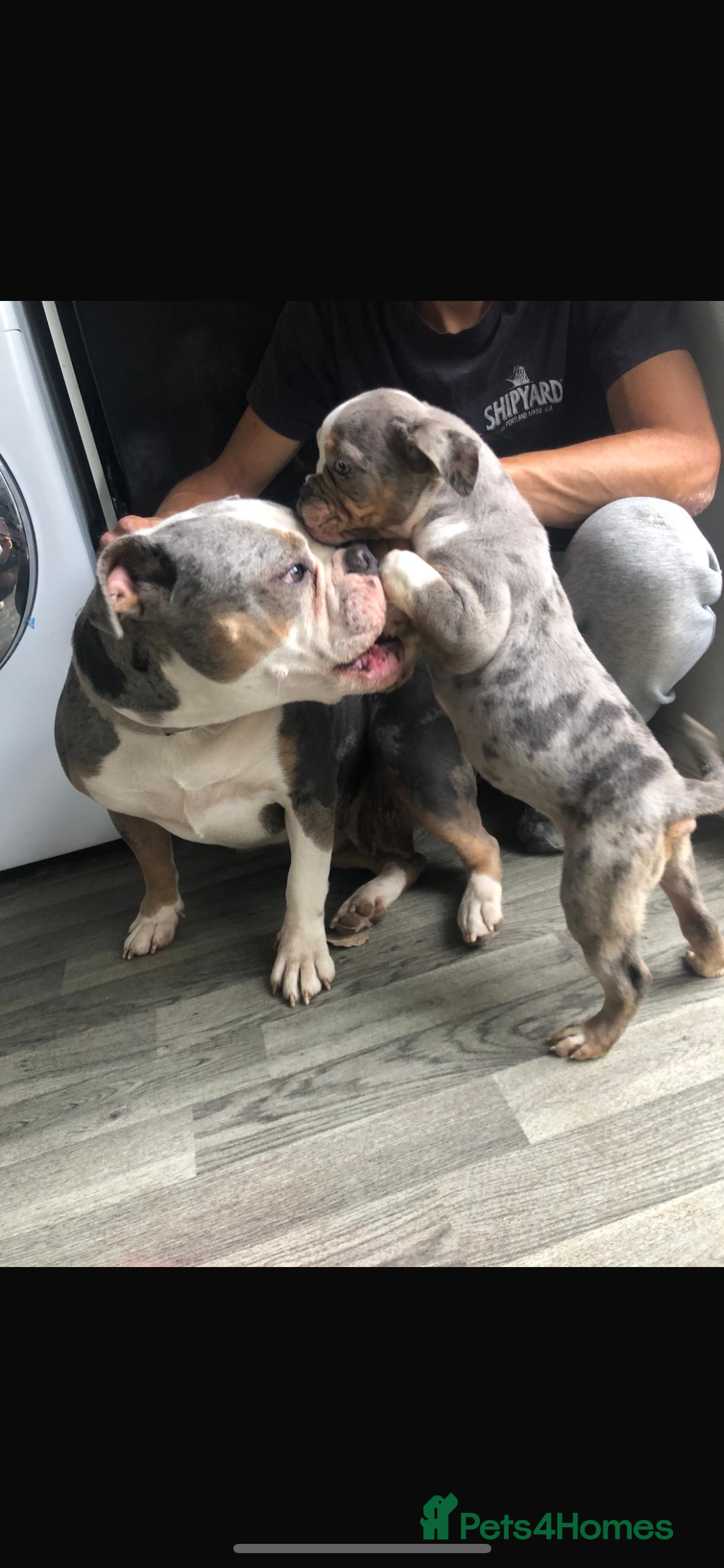 Old Tyme Bulldog dogs Merle old tyme English girl  - Advert 6