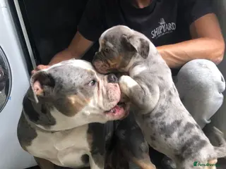 Old Tyme Bulldog dogs Merle old tyme English girl - Advert 6