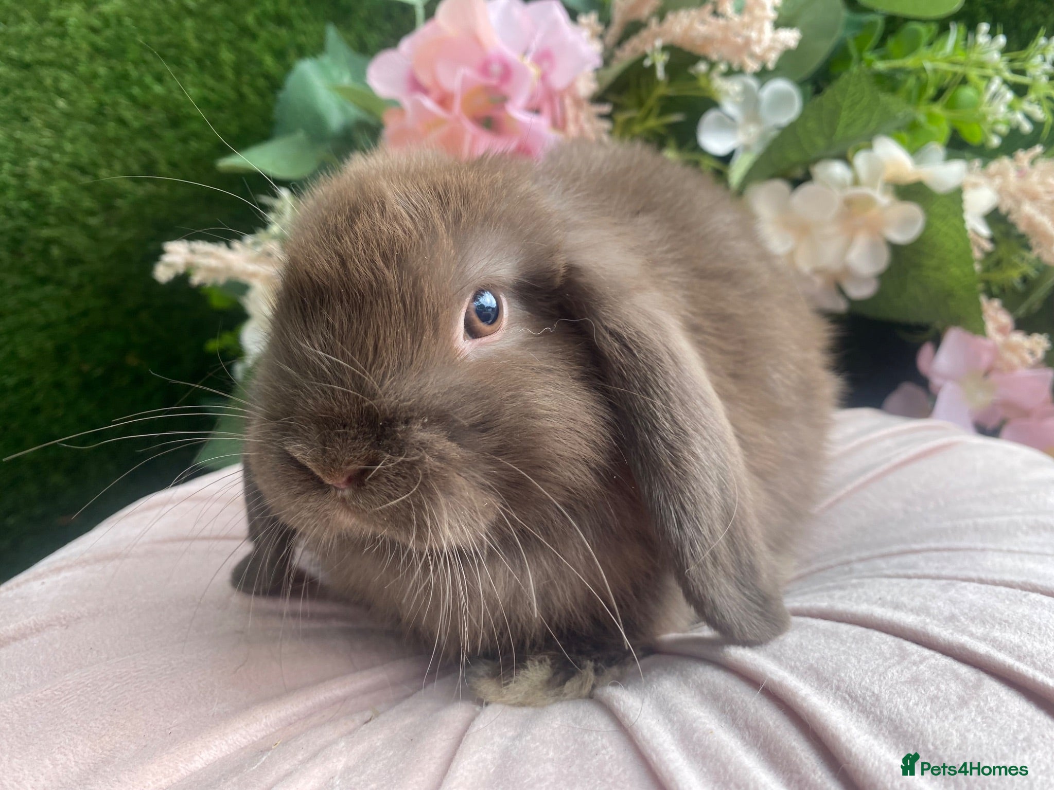 Mini Lop rabbits Mini lop  ready now - Advert 19
