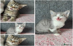 Mixed Breed cats for sale: Gorgeous Boys Russian Blue X Tabby Kittens 🐾🩵 - Image 1