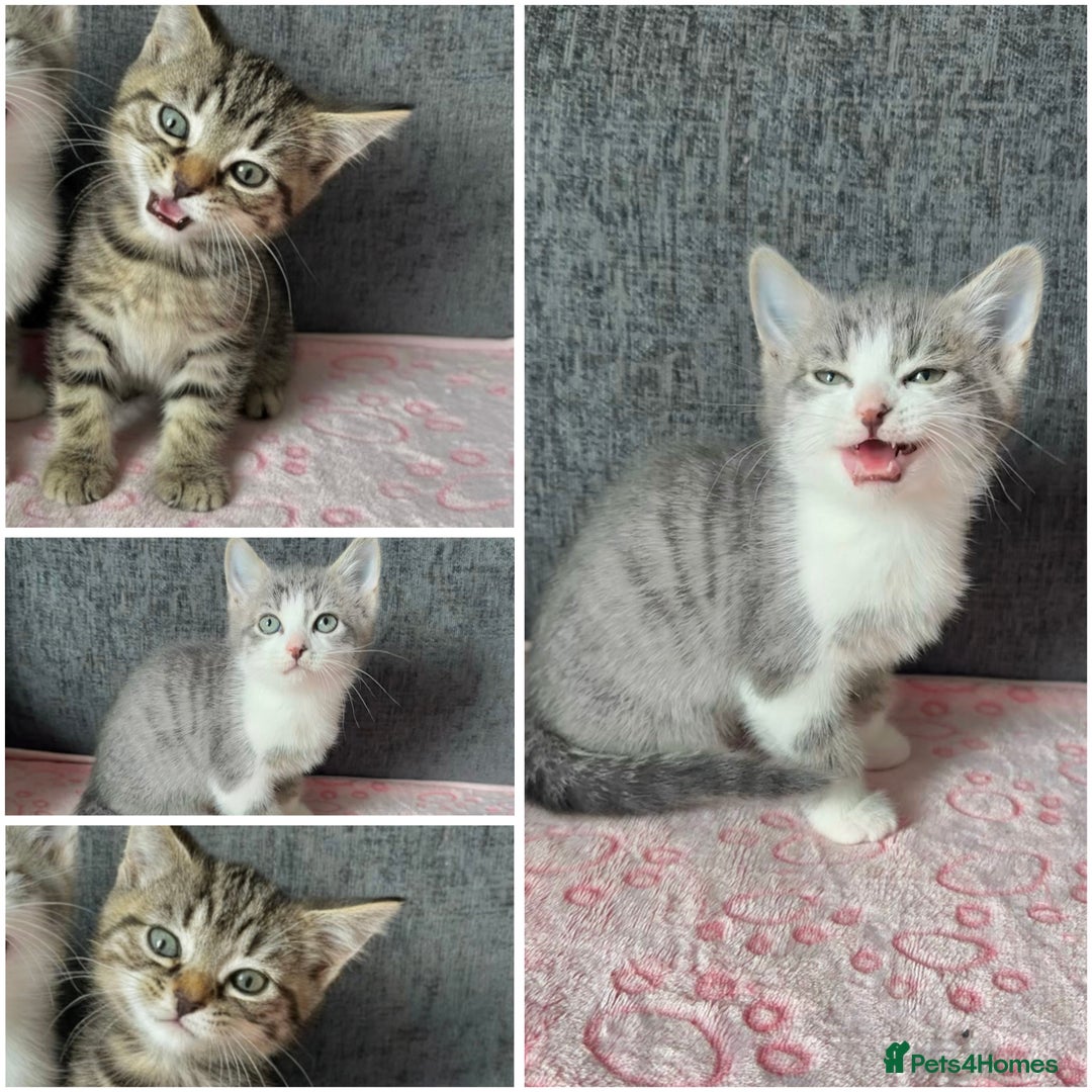 Mixed Breed cats for sale: Gorgeous Boys Russian Blue X Tabby Kittens 🐾🩵 - Image 1