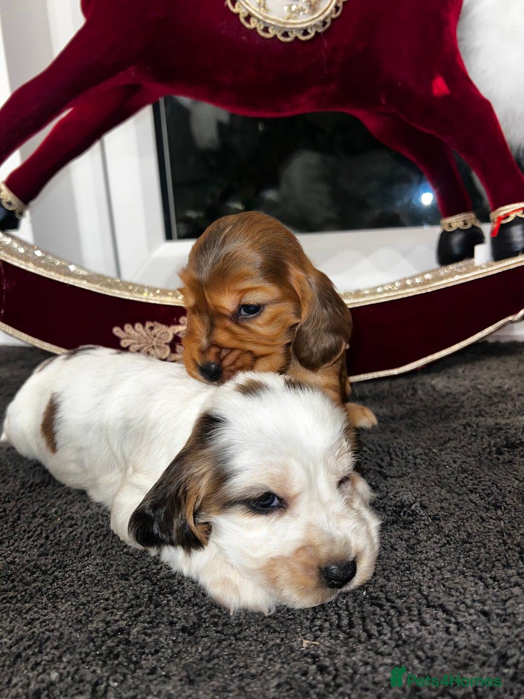 Cocker Spaniel dogs for sale: Show type Cocker spaniel puppies  - Advert 2