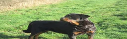 Rottweiler dogs for sale: rottweiler x - Advert 4