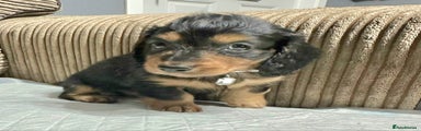 Miniature Dachshund Puppy 4