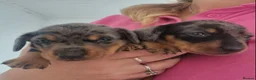 Miniature Dachshund dogs for sale: 4 miniature Dachshund Puppies - Advert 8