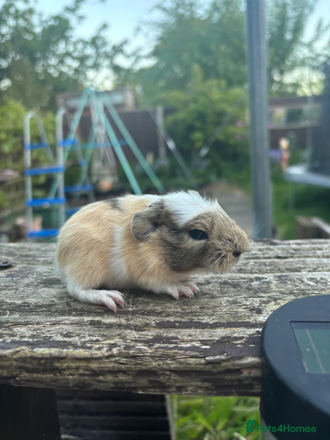 Guinea Pig rodents for sale: Baby boars - Advert 4
