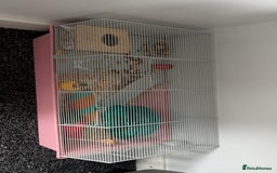 Hamster rodents for sale: 2 Roborovski Hamsters 1 Dwarf  - Image 4
