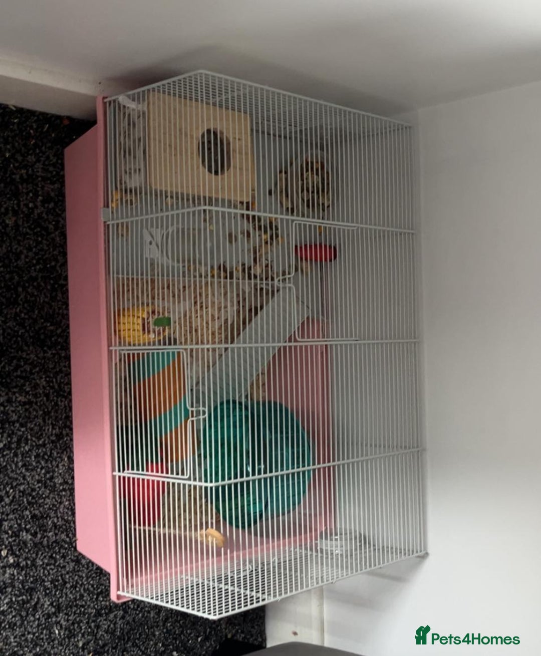 Hamster rodents for sale: 2 Roborovski Hamsters 1 Dwarf  - Image 4