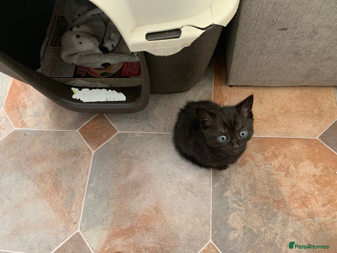 Burmese cats for sale: Burmese xBritish Kittens  - Image 5