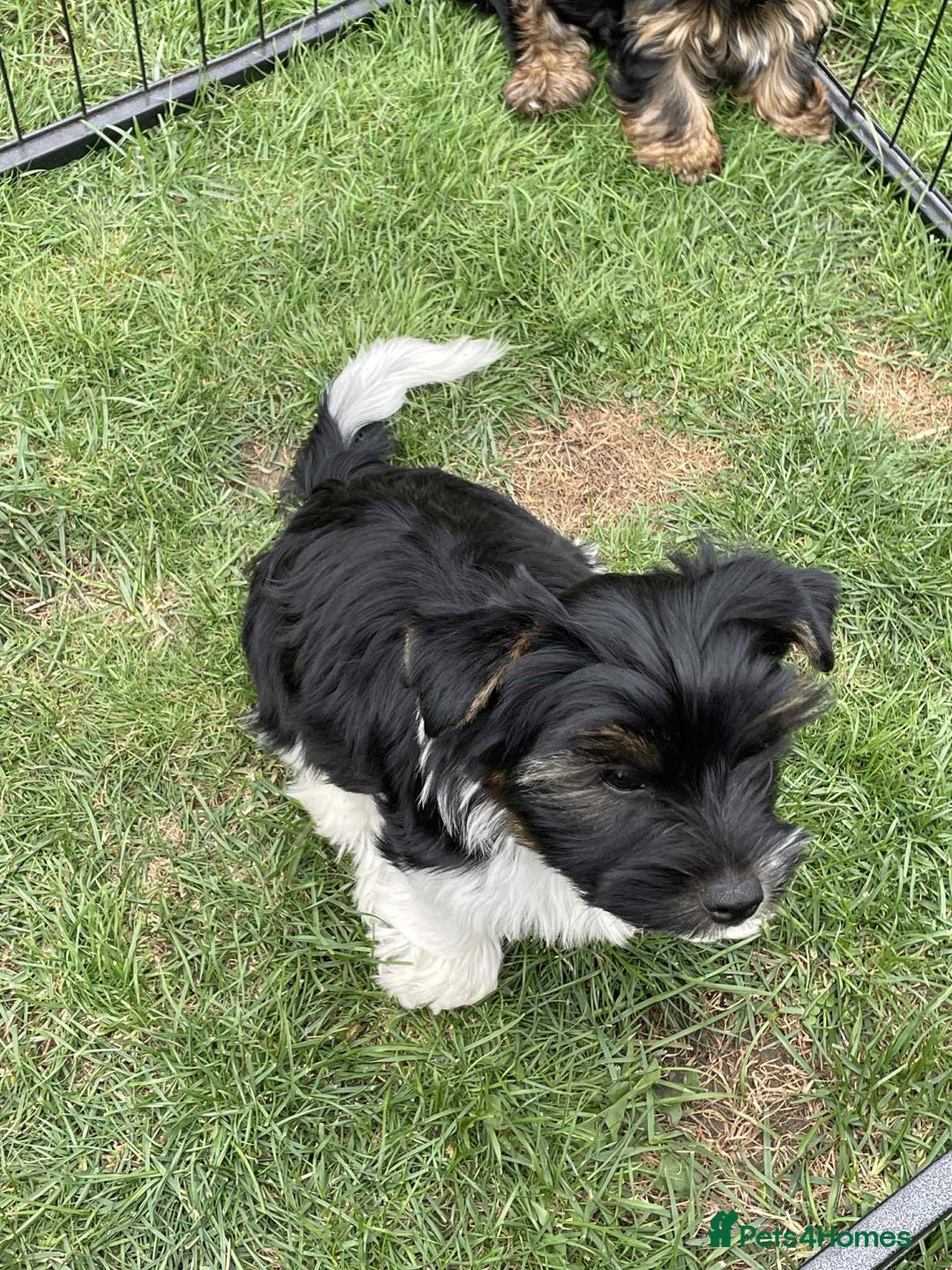 Yorkshire Terrier dogs for sale: Two Yorkshire Terrier Biewer Puppies - Image 3