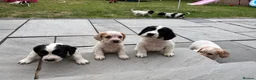 Cocker Spaniel dogs for sale: Cocker spaniel  - Advert 1