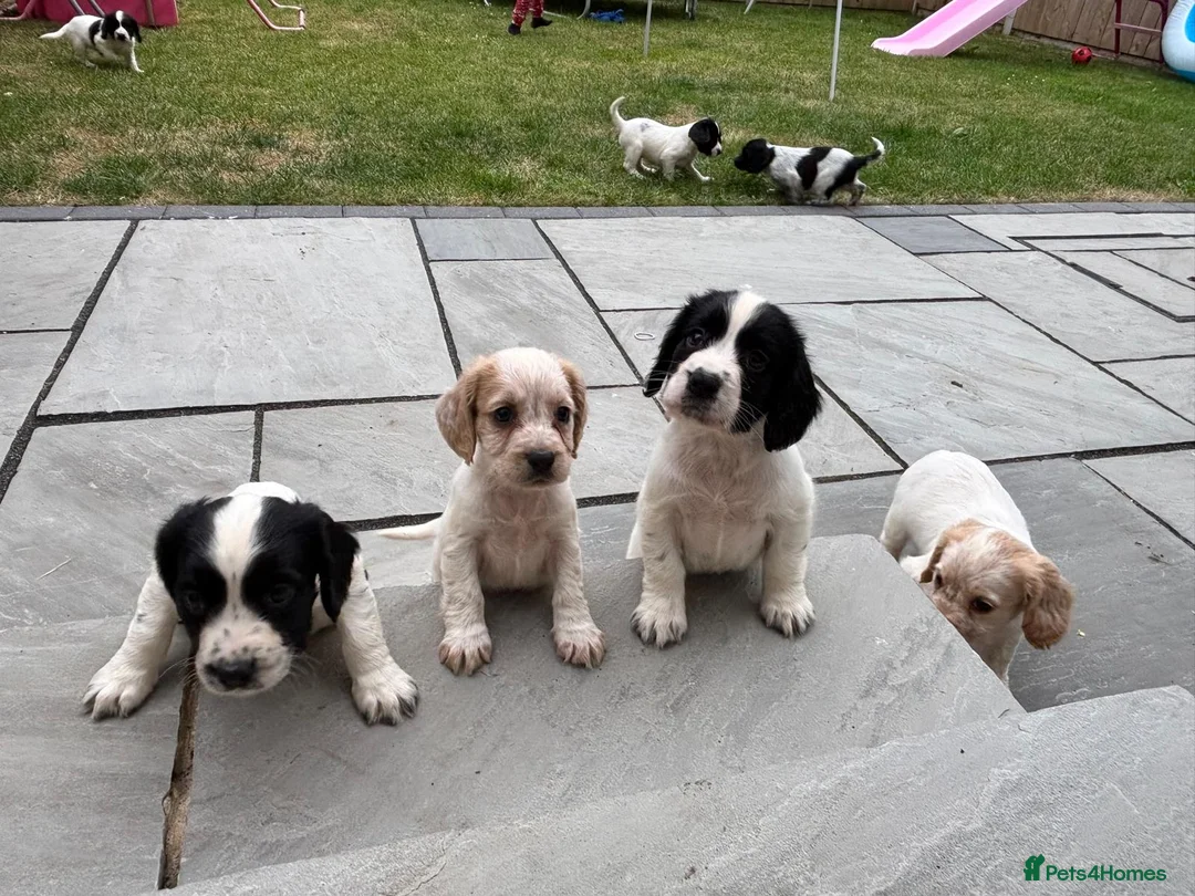 Cocker Spaniel dogs for sale: Cocker spaniel  - Advert 1