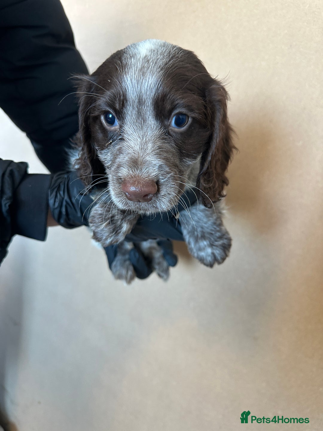 Cocker Spaniel dogs for sale: Cocker spaniel pups - Advert 2