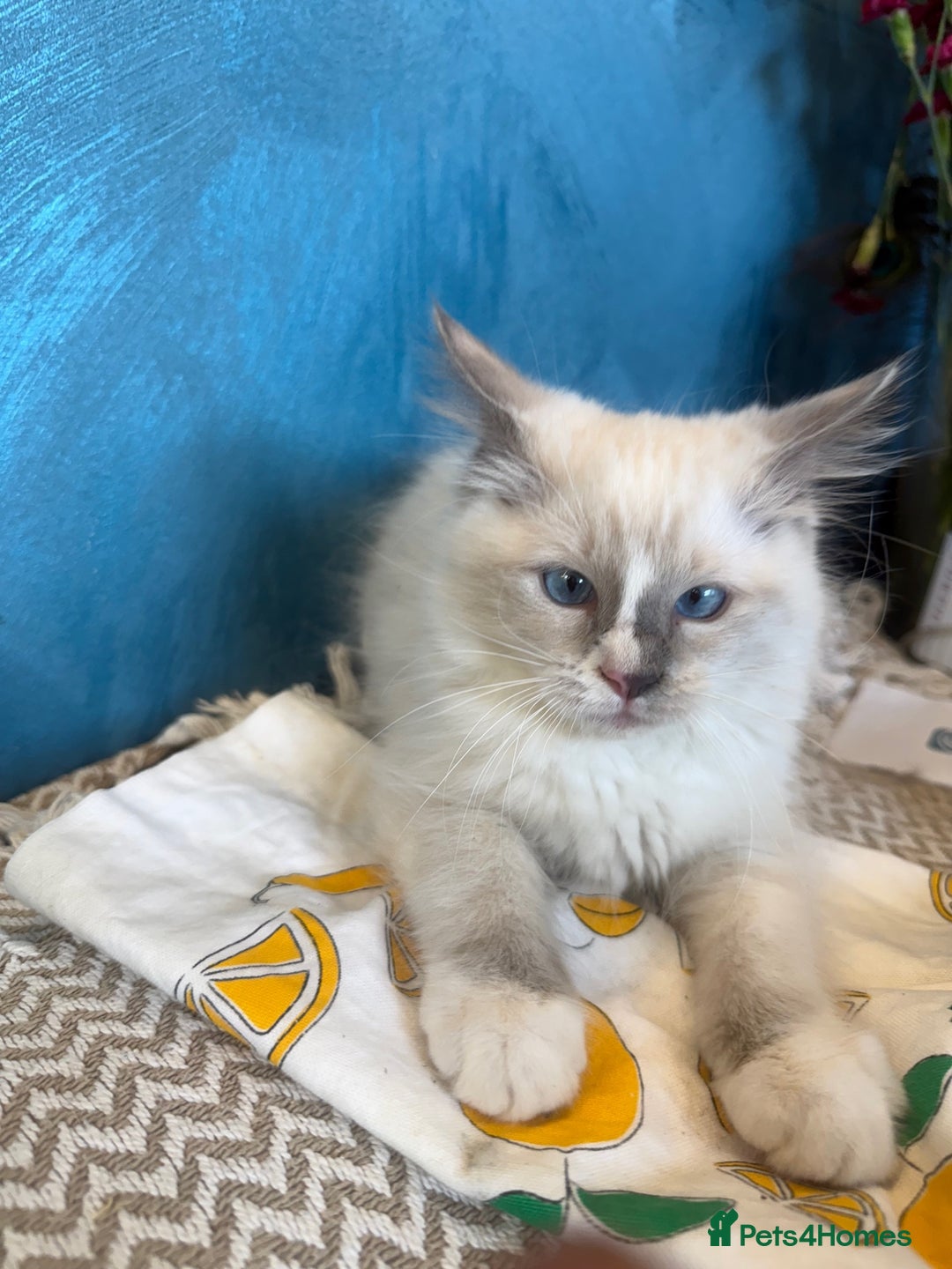 Ragdoll cats for sale: GORGEUS RAGDOLL KITTENS FOR SALE - Image 7