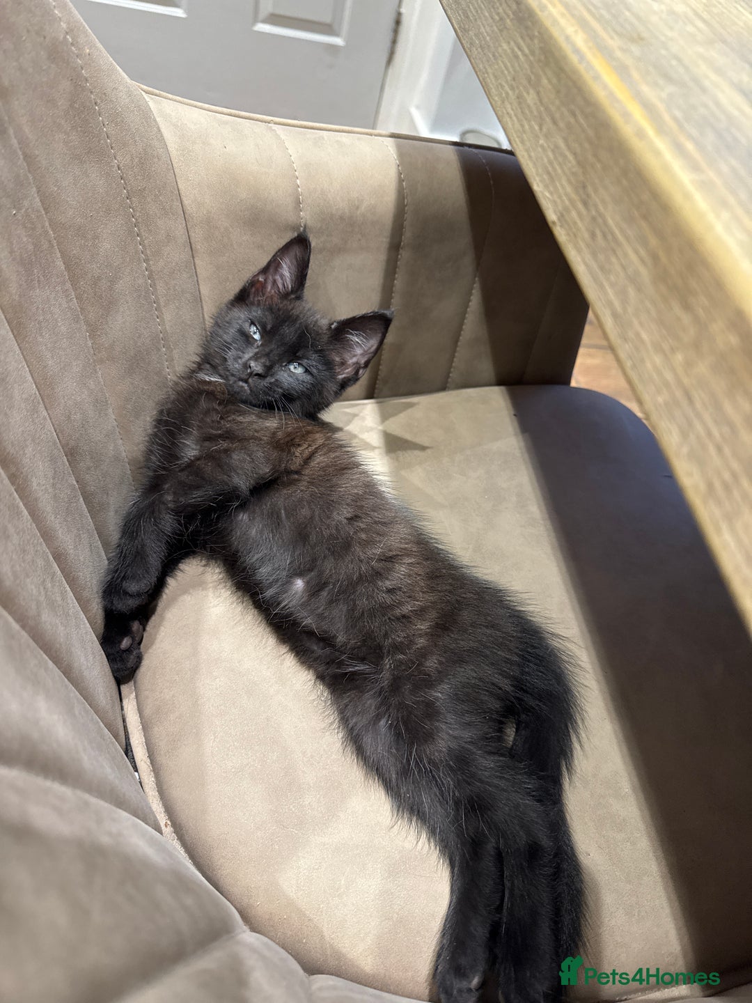 Maine Coon cats for sale: 1 boy Maine coon cross - Advert 4
