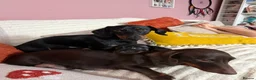 Miniature Dachshund dogs for sale: Dachshund mini puppies  in Hastings - Advert 10