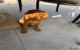 Cockerdor dogs for sale: Fox red cockerdors in Deeside - Image 9