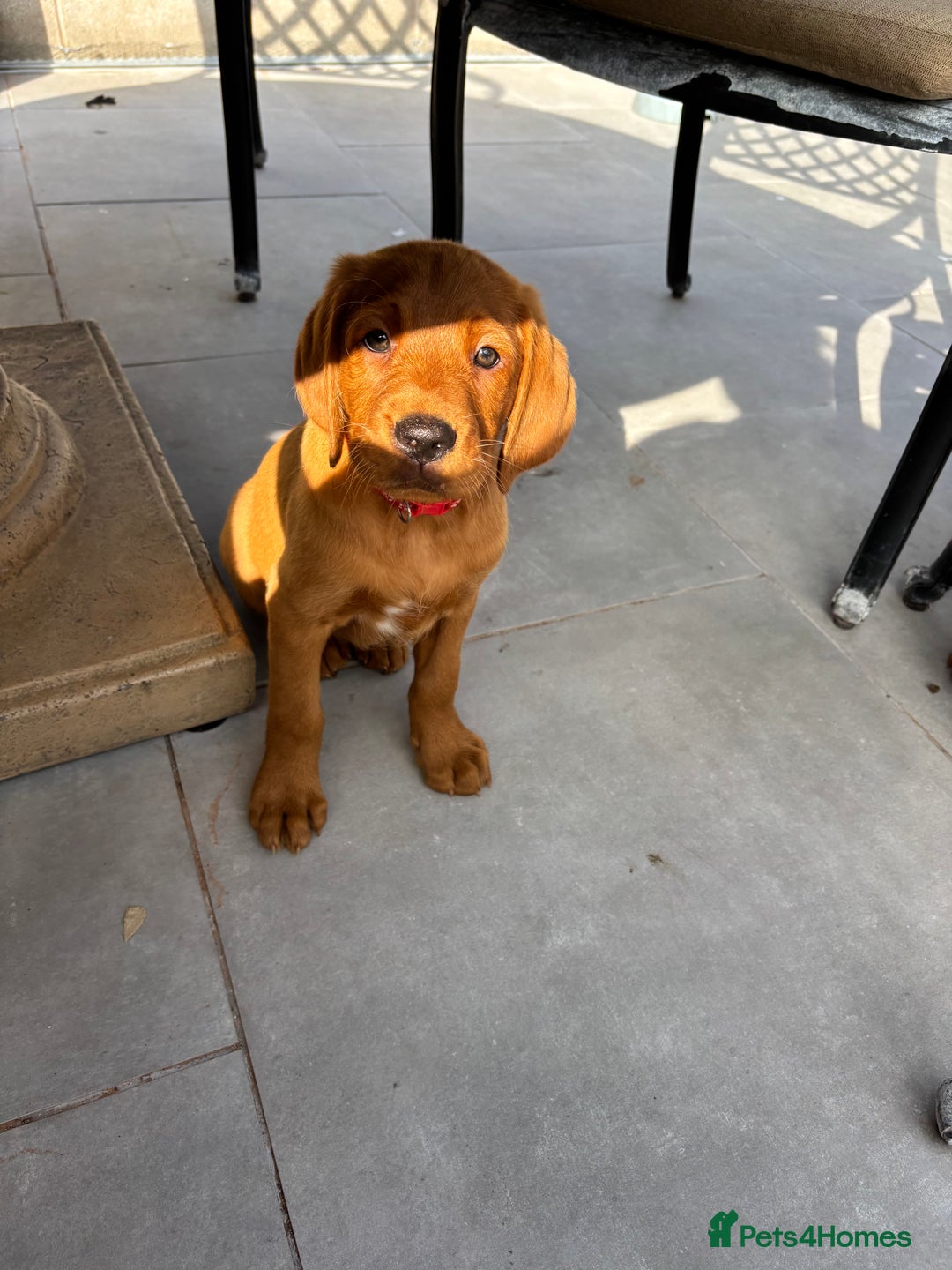 Cockerdor dogs for sale: Fox red cockerdors in Deeside - Image 9