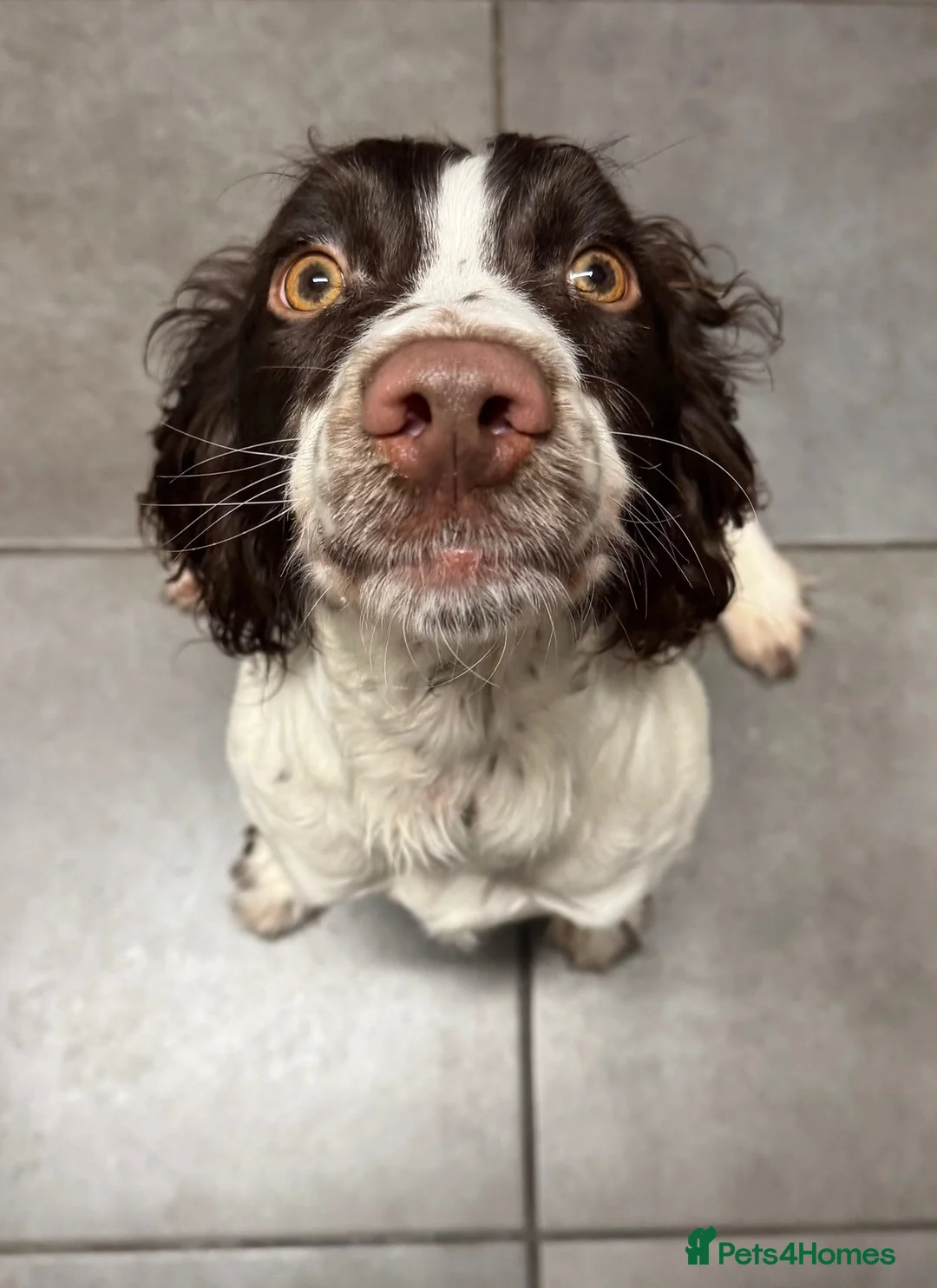 English Springer Spaniel dogs for sale: Female Springer Spaniel - Advert 7