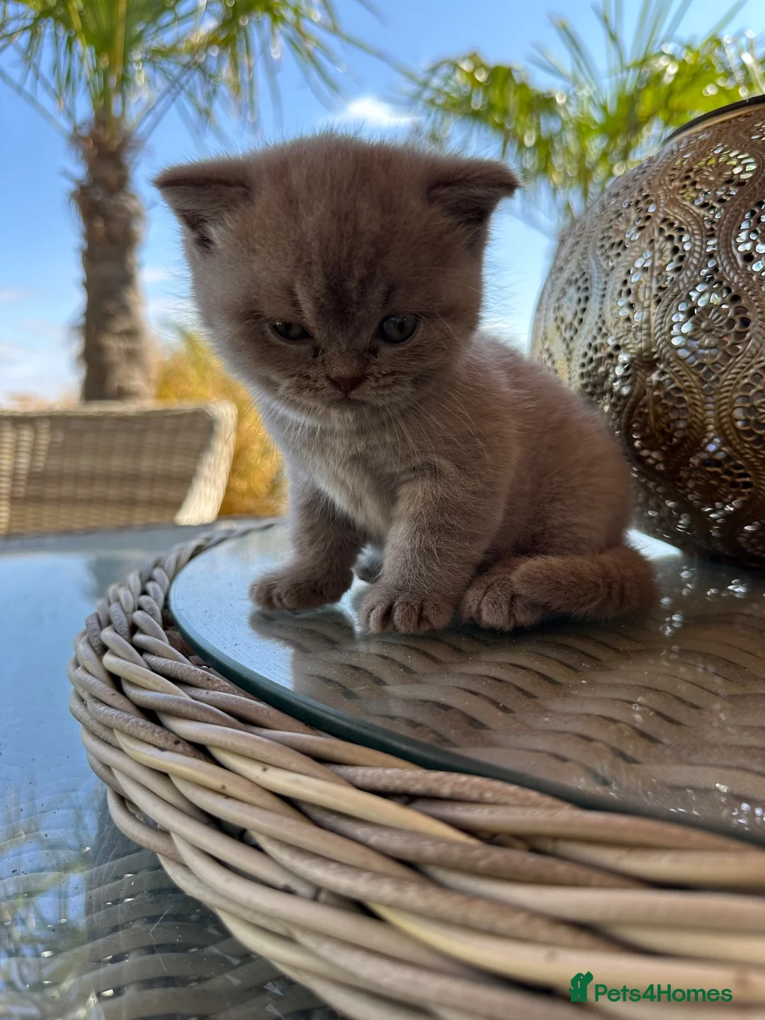 British Shorthair cats for sale: Exotic British Short Hair Silver/Grey  in Tewkesbury - Advert 6