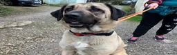Turkish Kangal dogs for adoption: NOKIA - 2 year old Turkish Kangal - Advert 4
