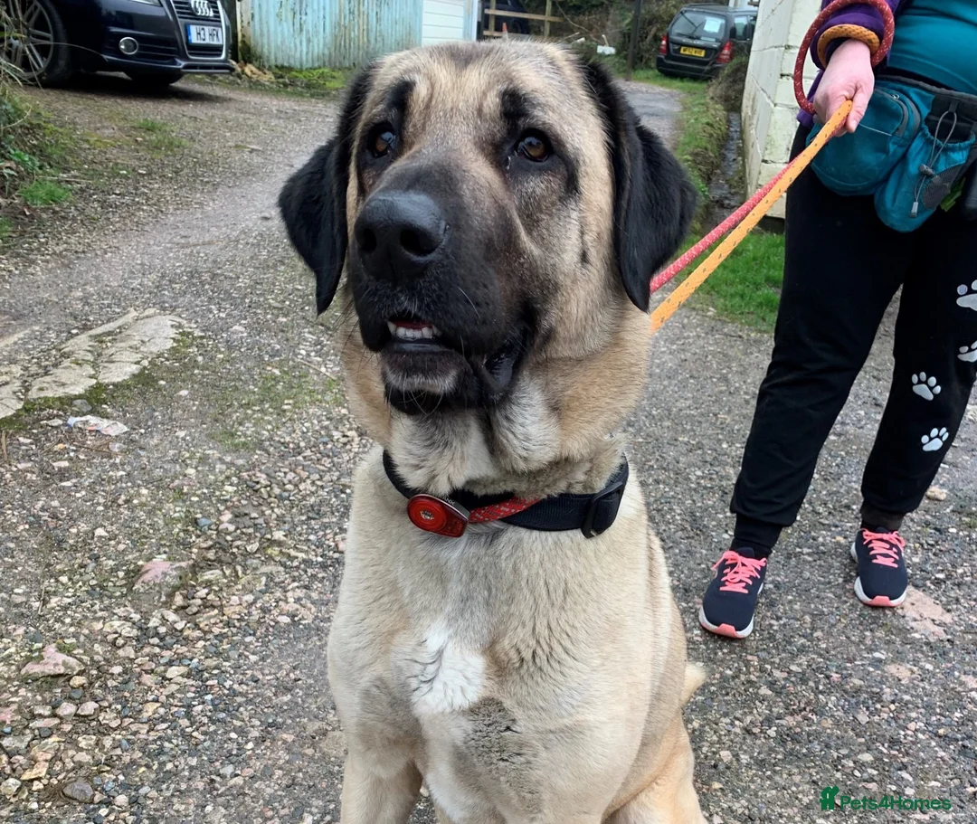 Turkish Kangal dogs for adoption: NOKIA - 2 year old Turkish Kangal - Advert 4