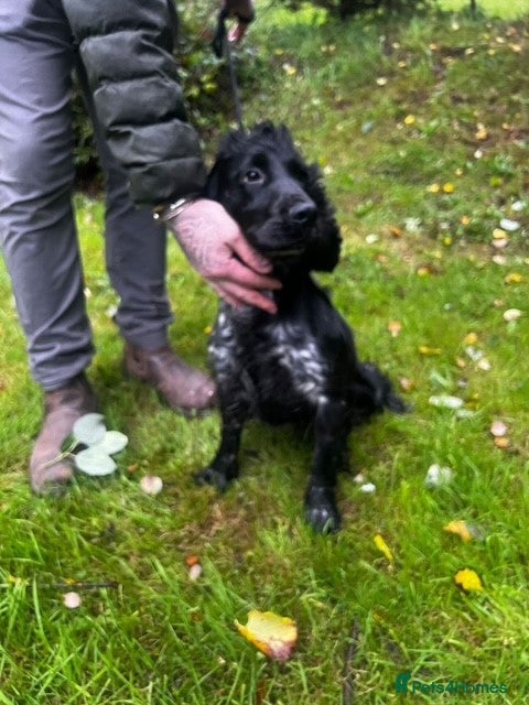 Cocker Spaniel dogs Cocker spaniel girl - Advert 16