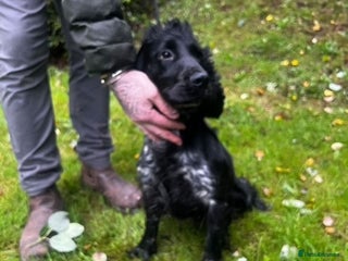 Cocker Spaniel dogs for sale - Advert 1