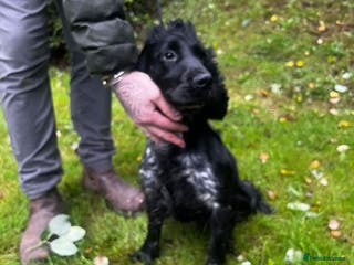Cocker Spaniel dogs Cocker spaniel girl - Advert 2