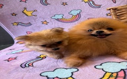 Mixed Breed dogs for sale: Maltipom  - Advert 12