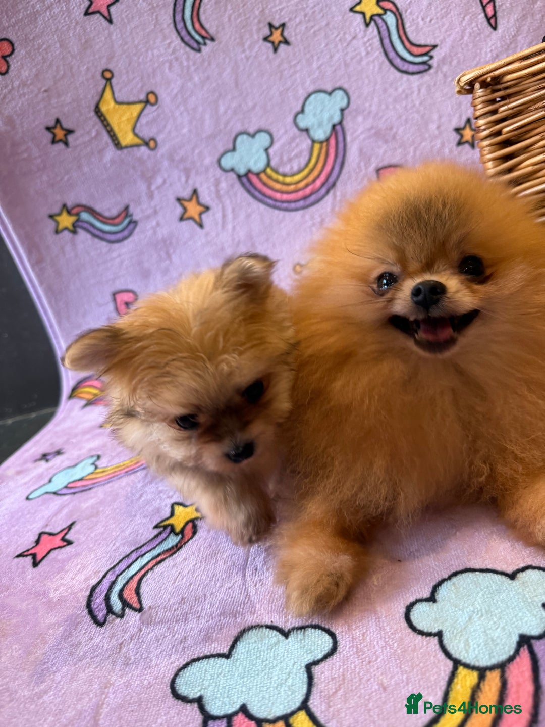 Mixed Breed dogs for sale: Maltipom  - Advert 12