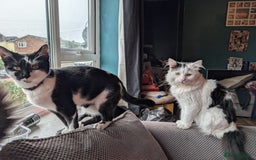 British Longhair cats for sale: Neutered male cat - Image 2