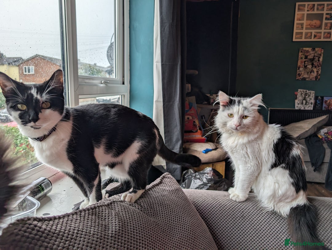 British Longhair cats for sale: Neutered male cat - Image 2