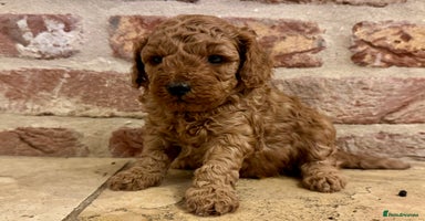 Toy Poodle dogs - Advert 6