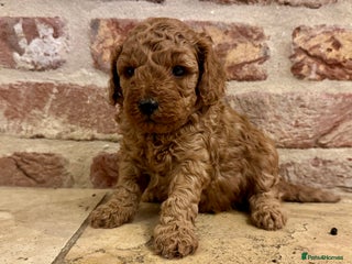 Toy Poodle dogs - Advert 5