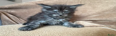 Maine Coon Kitten 3