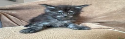 Maine Coon cats for sale: TICA Maine coon Kittens Smoke/Silver - Advert 12