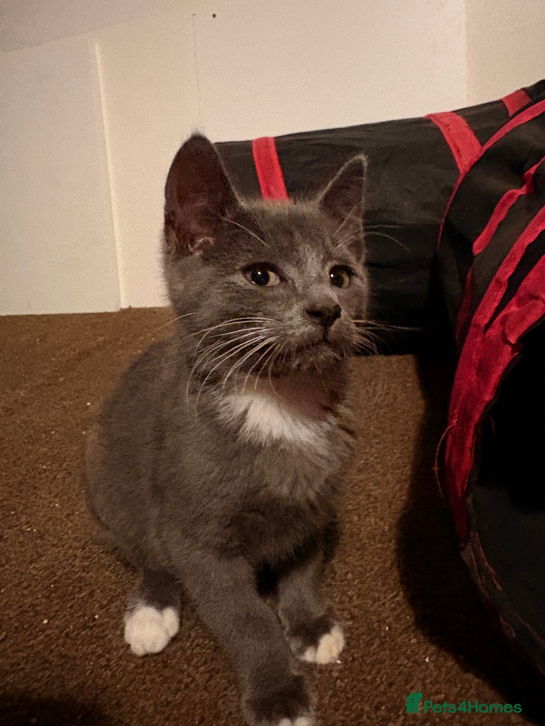 Mixed Breed cats for sale: Sphynx Varient Kittens - Advert 5