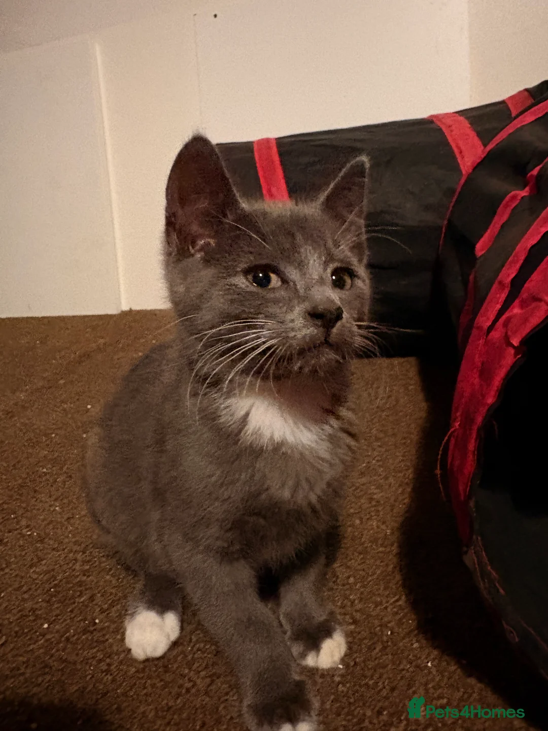 Mixed Breed cats for sale: ** One Sphynx Variant Kitten left ** - Advert 5