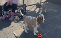 Cavalier King Charles Spaniel dogs for sale: Cavalier King Charles Spaniel  - Image 29