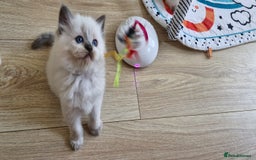 Ragdoll cats for sale: Beautiful Ragdoll Kittens.  - Image 14