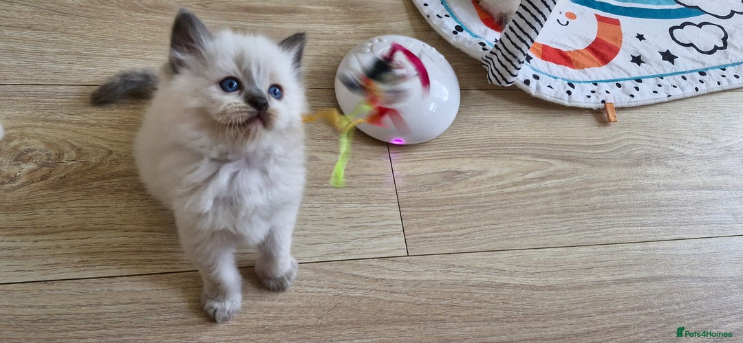 Ragdoll cats for sale: Beautiful Ragdoll Kittens.  - Image 14