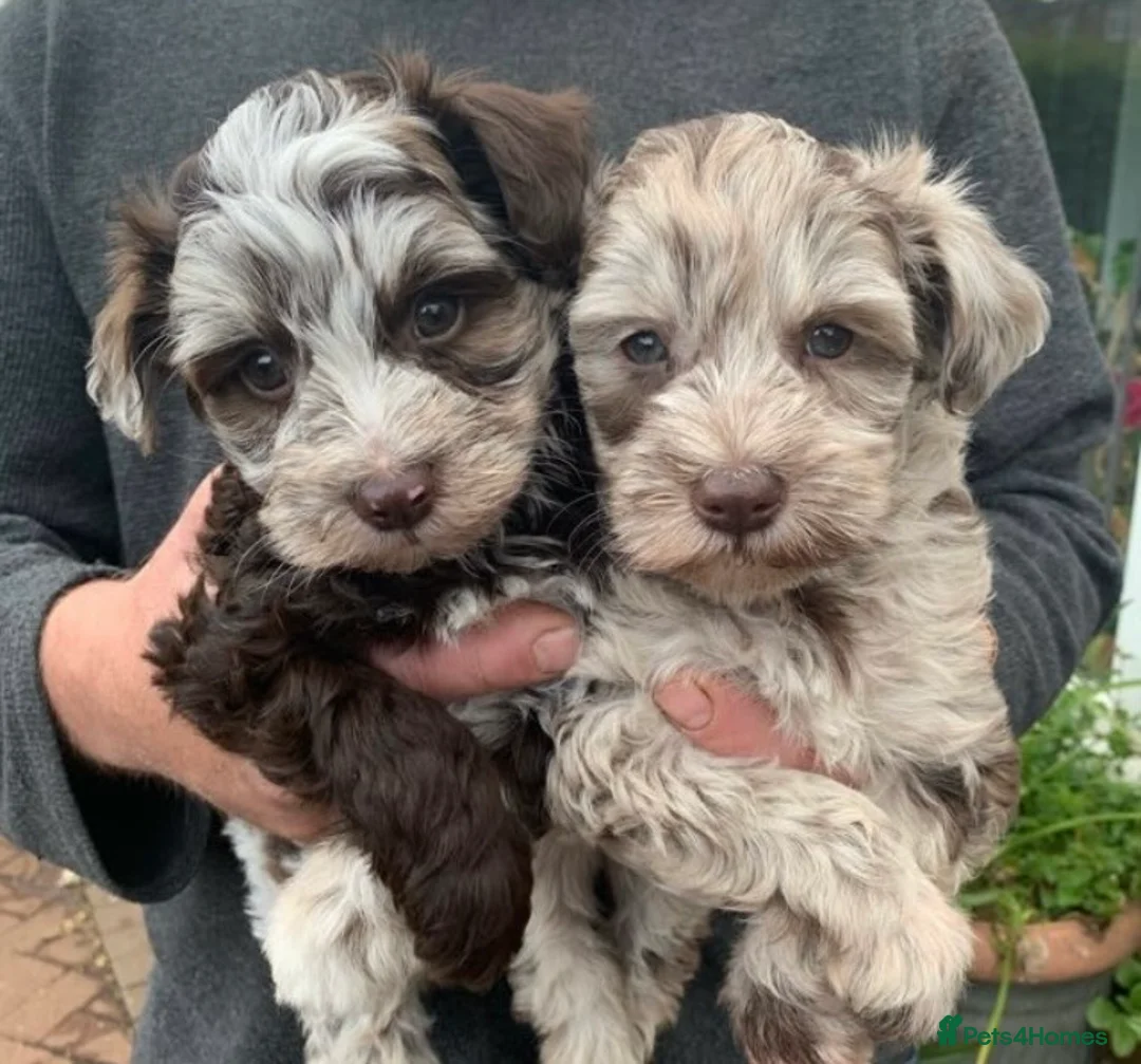 Schnoodle dogs for stud: STUNNING CHOC/WHITE MIN SCHNAUZER AT STUD in Coventry - Advert 13