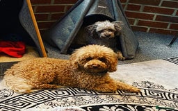 Toy Poodle dogs for stud: RED TOY POODLE KC REGISTERED PROVEN STUD in Derby - Image 9
