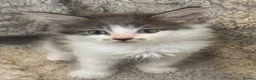 Mixed Breed cats for sale: Maine coon cross ragdoll kittens  - Advert 19